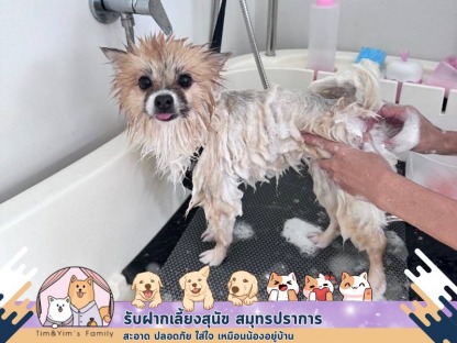 อาบน้ำตัดขน grooming - รับฝากเลี้ยงสุนัข สมุทรปราการ - Tim&Yim Family