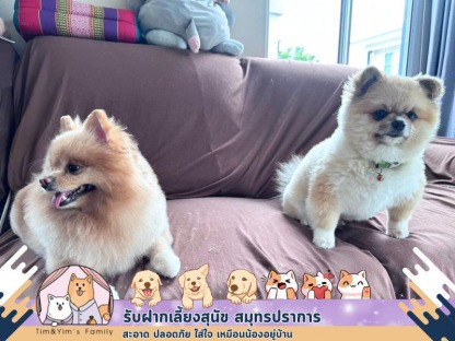 รับฝากเลี้ยงสุนัขสไตล์โฮมมี่ - รับฝากเลี้ยงสุนัข สมุทรปราการ - Tim&Yim Family