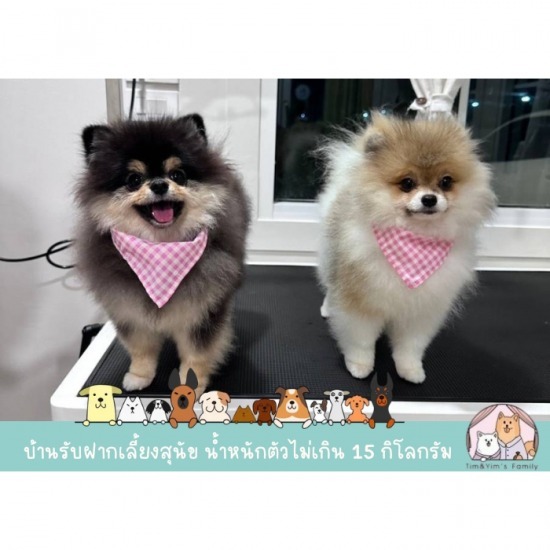 ร้านตัดขนสุนัข สมุทรปราการ ร้านตัดขนสุนัข สมุทรปราการ