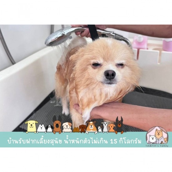 อาบน้ำตัดขนสุนัข ใกล้ฉัน - รับฝากเลี้ยงสุนัข สมุทรปราการ - Tim&Yim Family