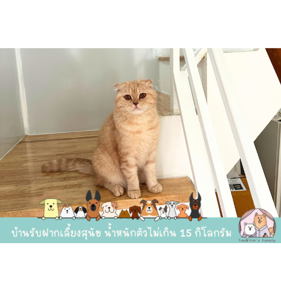 รับฝากเลี้ยงแมว สมุทรปราการ - รับฝากเลี้ยงสุนัข สมุทรปราการ - Tim&Yim Family