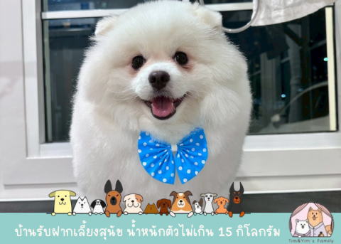 อาบน้ำตัดขนสุนัข