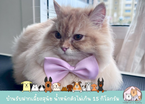 ร้านอาบน้ำแมว