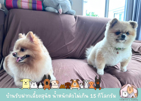 รับฝากเลี้ยงสุนัขสไตล์โฮมมี่