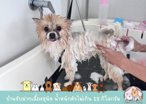 อาบน้ำตัดขน dog grooming