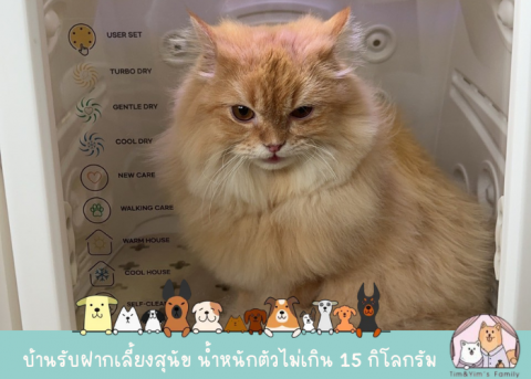 อาบน้ำแมว สมุทรปราการ
