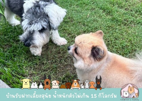 รับฝากเลี้ยงสุนัขไม่ขังกรง