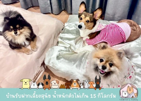 บ้านรับฝากสัตว์เลี้ยง