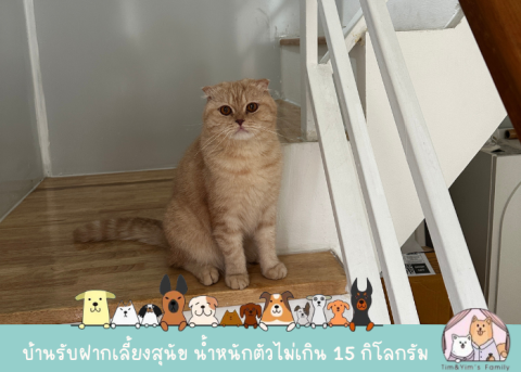 รับฝากเลี้ยงแมว สมุทรปราการ