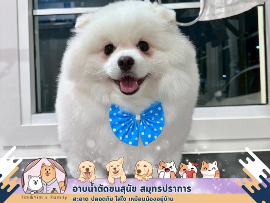 อาบน้ำตัดขนสุนัข สมุทรปราการ