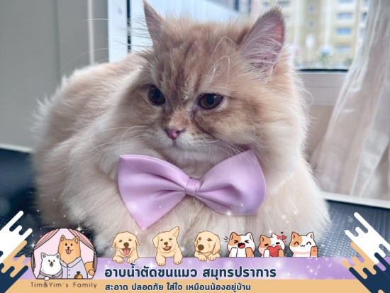  อาบน้ำตัดขนแมว สมุทรปราการ